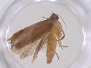  (Idiophantis discura - CBG-B01149-F04)  @11 [ ] CreativeCommons - Attribution Share - Alike (2025) Centre for Biodiversity Genomics Centre for Biodiversity Genomics