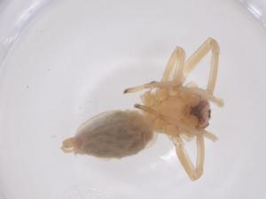  ( - CBG-B01149-F06)  @11 [ ] CreativeCommons - Attribution Share - Alike (2025) Centre for Biodiversity Genomics Centre for Biodiversity Genomics