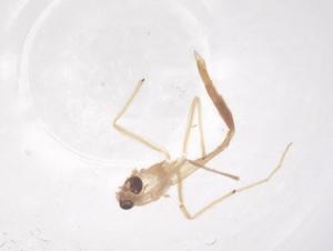  ( - CBG-B01152-D12)  @11 [ ] CreativeCommons - Attribution Share - Alike (2025) Centre for Biodiversity Genomics Centre for Biodiversity Genomics