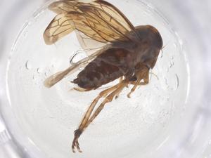  ( - CBG-B01153-B01)  @11 [ ] CreativeCommons - Attribution Share - Alike (2025) Centre for Biodiversity Genomics Centre for Biodiversity Genomics