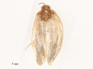  ( - CBG-B01796-E10)  @11 [ ] CreativeCommons - Attribution Share - Alike (2025) CBG Photography Group Centre for Biodiversity Genomics