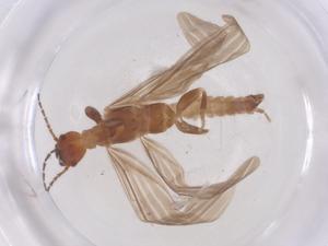  ( - CBG-B01834-B11)  @11 [ ] CreativeCommons - Attribution Share - Alike (2025) Centre for Biodiversity Genomics Centre for Biodiversity Genomics