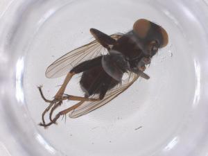  ( - CBG-B01834-G11)  @11 [ ] CreativeCommons - Attribution Share - Alike (2025) Centre for Biodiversity Genomics Centre for Biodiversity Genomics