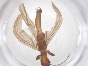  ( - CBG-B01835-C01)  @11 [ ] CreativeCommons - Attribution Share - Alike (2025) Centre for Biodiversity Genomics Centre for Biodiversity Genomics