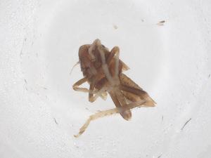  ( - CBG-B01847-E04)  @11 [ ] CreativeCommons - Attribution Share - Alike (2025) Centre for Biodiversity Genomics Centre for Biodiversity Genomics