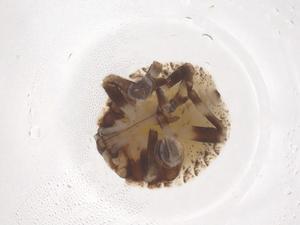  (Halys dentatus - CBG-B01848-H07)  @11 [ ] CreativeCommons - Attribution Share - Alike (2025) Centre for Biodiversity Genomics Centre for Biodiversity Genomics