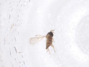  (Oligositinae - CBG-B01849-H07)  @11 [ ] CreativeCommons - Attribution Share - Alike (2025) Centre for Biodiversity Genomics Centre for Biodiversity Genomics