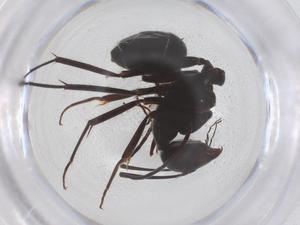  ( - CBG-B01850-F08)  @11 [ ] CreativeCommons - Attribution Share - Alike (2025) Centre for Biodiversity Genomics Centre for Biodiversity Genomics