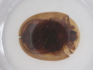  ( - CBG-B01858-E10)  @11 [ ] CreativeCommons - Attribution Share - Alike (2025) Centre for Biodiversity Genomics Centre for Biodiversity Genomics