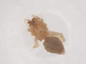  ( - CBG-B01859-B05)  @11 [ ] CreativeCommons - Attribution Share - Alike (2025) Centre for Biodiversity Genomics Centre for Biodiversity Genomics