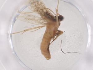  ( - CBG-B01859-B07)  @11 [ ] CreativeCommons - Attribution Share - Alike (2025) Centre for Biodiversity Genomics Centre for Biodiversity Genomics