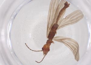  ( - CBG-B01859-C10)  @11 [ ] CreativeCommons - Attribution Share - Alike (2025) Centre for Biodiversity Genomics Centre for Biodiversity Genomics