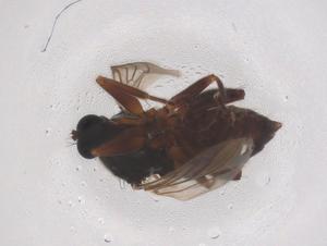  ( - CBG-B01859-E03)  @11 [ ] CreativeCommons - Attribution Share - Alike (2025) Centre for Biodiversity Genomics Centre for Biodiversity Genomics