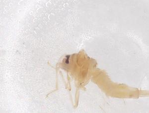  ( - CBG-B01859-G08)  @11 [ ] CreativeCommons - Attribution Share - Alike (2025) Centre for Biodiversity Genomics Centre for Biodiversity Genomics