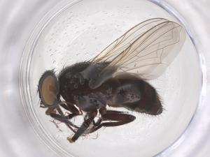  ( - CBG-B01859-H08)  @11 [ ] CreativeCommons - Attribution Share - Alike (2025) Centre for Biodiversity Genomics Centre for Biodiversity Genomics