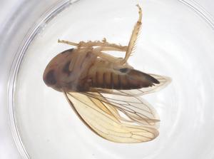  ( - CBG-B01863-H01)  @11 [ ] CreativeCommons - Attribution Share - Alike (2025) Centre for Biodiversity Genomics Centre for Biodiversity Genomics