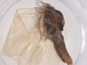  ( - CBG-B01864-F09)  @11 [ ] CreativeCommons - Attribution Share - Alike (2025) Centre for Biodiversity Genomics Centre for Biodiversity Genomics