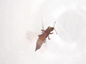  ( - CBG-B01864-H03)  @11 [ ] CreativeCommons - Attribution Share - Alike (2025) Centre for Biodiversity Genomics Centre for Biodiversity Genomics