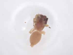  ( - CBG-B01865-B01)  @11 [ ] CreativeCommons - Attribution Share - Alike (2025) Centre for Biodiversity Genomics Centre for Biodiversity Genomics