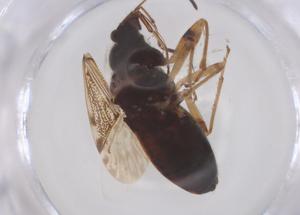  ( - CBG-B01865-B06)  @11 [ ] CreativeCommons - Attribution Share - Alike (2025) Centre for Biodiversity Genomics Centre for Biodiversity Genomics