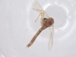  ( - CBG-B01865-F11)  @11 [ ] CreativeCommons - Attribution Share - Alike (2025) Centre for Biodiversity Genomics Centre for Biodiversity Genomics