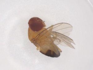  ( - CBG-B01877-D02)  @11 [ ] CreativeCommons - Attribution Share - Alike (2025) Centre for Biodiversity Genomics Centre for Biodiversity Genomics