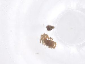  ( - CBG-B01878-H09)  @11 [ ] CreativeCommons - Attribution Share - Alike (2025) Centre for Biodiversity Genomics Centre for Biodiversity Genomics