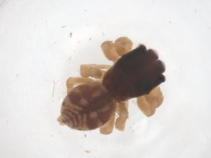  ( - CBG-B01879-G01)  @11 [ ] CreativeCommons - Attribution Share - Alike (2025) Centre for Biodiversity Genomics Centre for Biodiversity Genomics