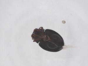  (Chaetocnema basalis - CBG-B01978-A03)  @11 [ ] CreativeCommons - Attribution Share - Alike (2025) Centre for Biodiversity Genomics Centre for Biodiversity Genomics