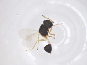  ( - CBG-B01978-H11)  @11 [ ] CreativeCommons - Attribution Share - Alike (2025) Centre for Biodiversity Genomics Centre for Biodiversity Genomics