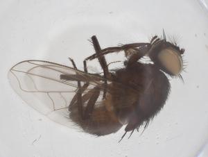  (Musca conducens - CBG-B01979-B07)  @11 [ ] CreativeCommons - Attribution Share - Alike (2025) Centre for Biodiversity Genomics Centre for Biodiversity Genomics