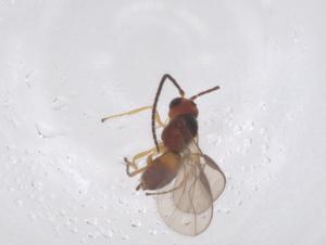  ( - CBG-B01988-B12)  @11 [ ] CreativeCommons - Attribution Share - Alike (2025) Centre for Biodiversity Genomics Centre for Biodiversity Genomics