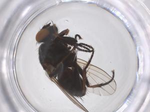  ( - CBG-B01988-H04)  @11 [ ] CreativeCommons - Attribution Share - Alike (2025) Centre for Biodiversity Genomics Centre for Biodiversity Genomics