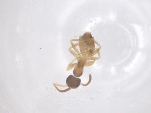  ( - CBG-B02512-H02)  @11 [ ] CreativeCommons - Attribution Share - Alike (2025) Centre for Biodiversity Genomics Centre for Biodiversity Genomics