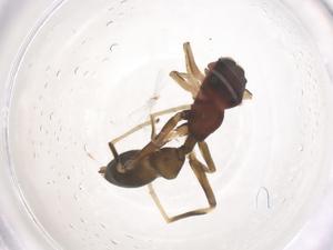  ( - CBG-B02515-H01)  @11 [ ] CreativeCommons - Attribution Share - Alike (2025) Centre for Biodiversity Genomics Centre for Biodiversity Genomics