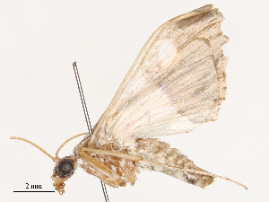  ( - CBG-B02535-A07)  @11 [ ] CreativeCommons - Attribution Share - Alike (2025) CBG Photography Group Centre for Biodiversity Genomics