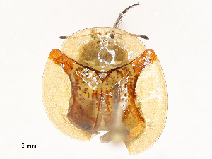  (Aspidimorpha - CBG-B02535-B11)  @11 [ ] CreativeCommons - Attribution Share - Alike (2025) CBG Photography Group Centre for Biodiversity Genomics