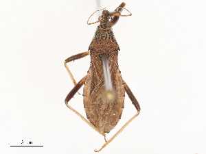  ( - CBG-B02535-C11)  @11 [ ] CreativeCommons - Attribution Share - Alike (2025) CBG Photography Group Centre for Biodiversity Genomics