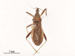  ( - CBG-B02535-C12)  @11 [ ] CreativeCommons - Attribution Share - Alike (2025) CBG Photography Group Centre for Biodiversity Genomics