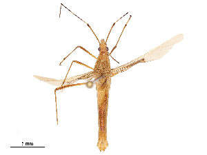  ( - CBG-B02548-A09)  @11 [ ] CreativeCommons - Attribution Share - Alike (2025) CBG Photography Group Centre for Biodiversity Genomics