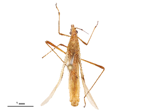  ( - CBG-B02548-A10)  @11 [ ] CreativeCommons - Attribution Share - Alike (2025) CBG Photography Group Centre for Biodiversity Genomics