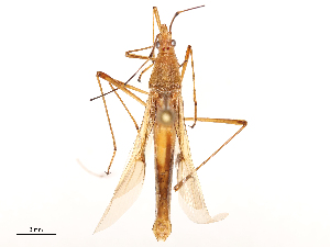  ( - CBG-B02548-A11)  @11 [ ] CreativeCommons - Attribution Share - Alike (2025) CBG Photography Group Centre for Biodiversity Genomics