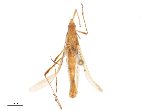  ( - CBG-B02548-B01)  @11 [ ] CreativeCommons - Attribution Share - Alike (2025) CBG Photography Group Centre for Biodiversity Genomics