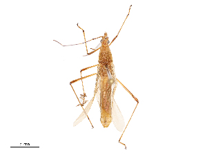  ( - CBG-B02548-B02)  @11 [ ] CreativeCommons - Attribution Share - Alike (2025) CBG Photography Group Centre for Biodiversity Genomics