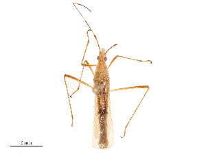  ( - CBG-B02548-B03)  @11 [ ] CreativeCommons - Attribution Share - Alike (2025) CBG Photography Group Centre for Biodiversity Genomics