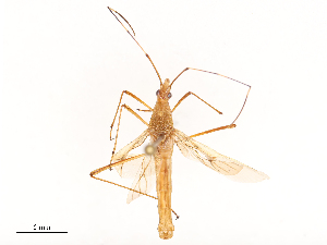  ( - CBG-B02548-B04)  @11 [ ] CreativeCommons - Attribution Share - Alike (2025) CBG Photography Group Centre for Biodiversity Genomics