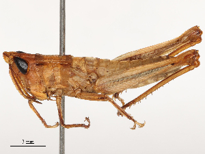  ( - CBG-B02550-A07)  @11 [ ] CreativeCommons - Attribution Share - Alike (2025) CBG Photography Group Centre for Biodiversity Genomics