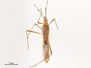  ( - CBG-B02550-A10)  @11 [ ] CreativeCommons - Attribution Share - Alike (2025) CBG Photography Group Centre for Biodiversity Genomics