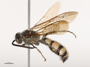  ( - CBG-B02551-A03)  @11 [ ] CreativeCommons - Attribution Share - Alike (2025) CBG Photography Group Centre for Biodiversity Genomics