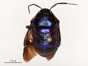  (Chrysocoris - CBG-B02551-A11)  @11 [ ] CreativeCommons - Attribution Share - Alike (2025) CBG Photography Group Centre for Biodiversity Genomics